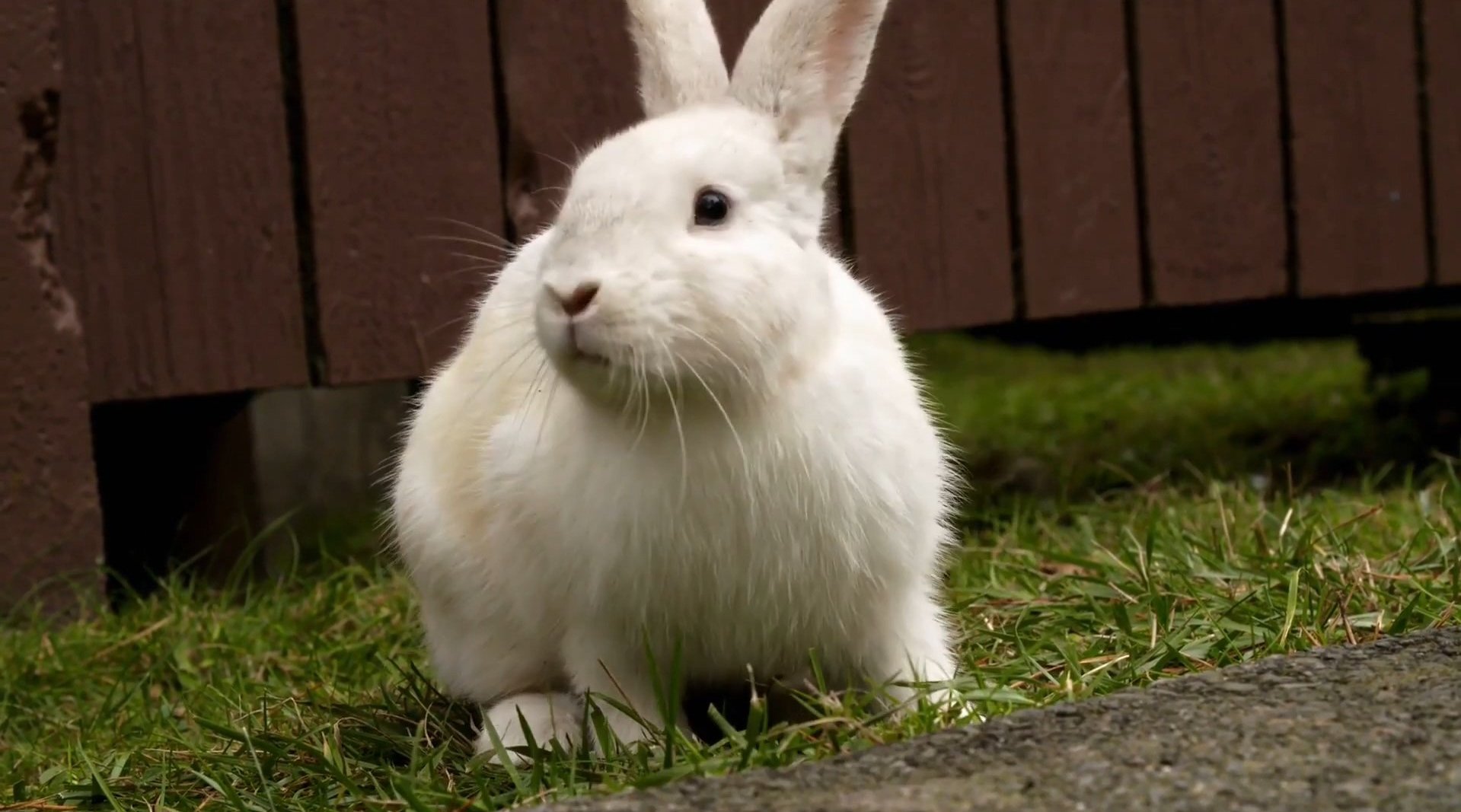 成功的入侵者 a successful invader