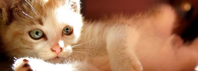 猫鼻屎黑色是什么原因?猫咪有黑色鼻屎的异常状况有哪些休闲区蓝鸢梦想 - Www.slyday.coM