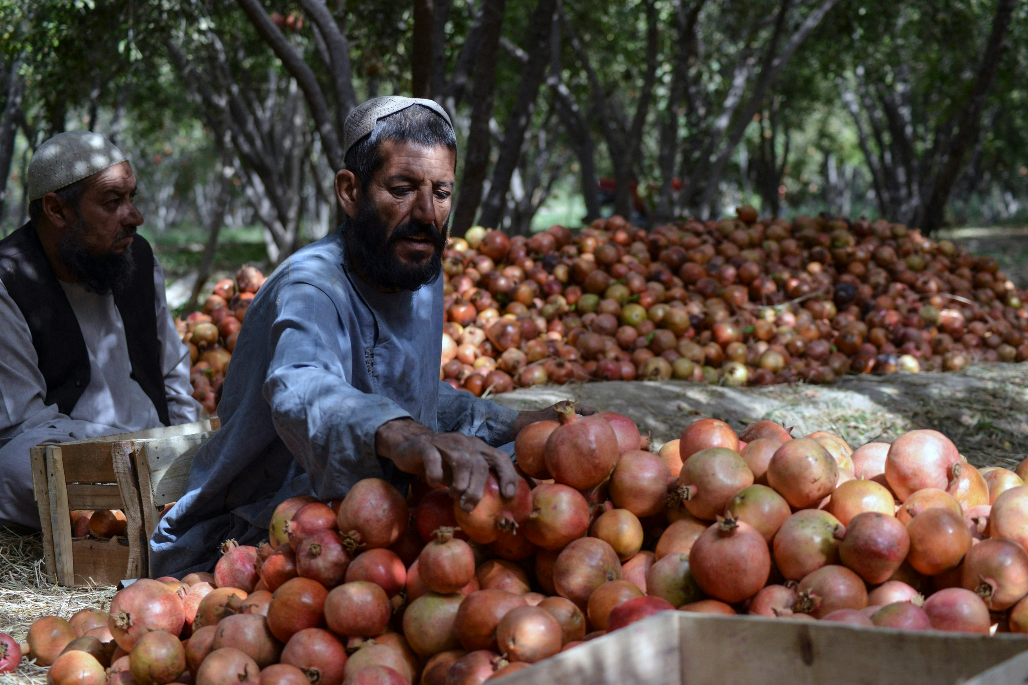 阿富汗:石榴丰收季