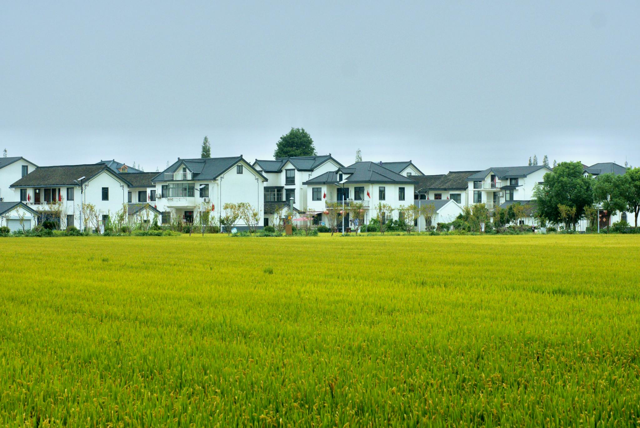 上海青浦莲湖村长在公园里的村庄