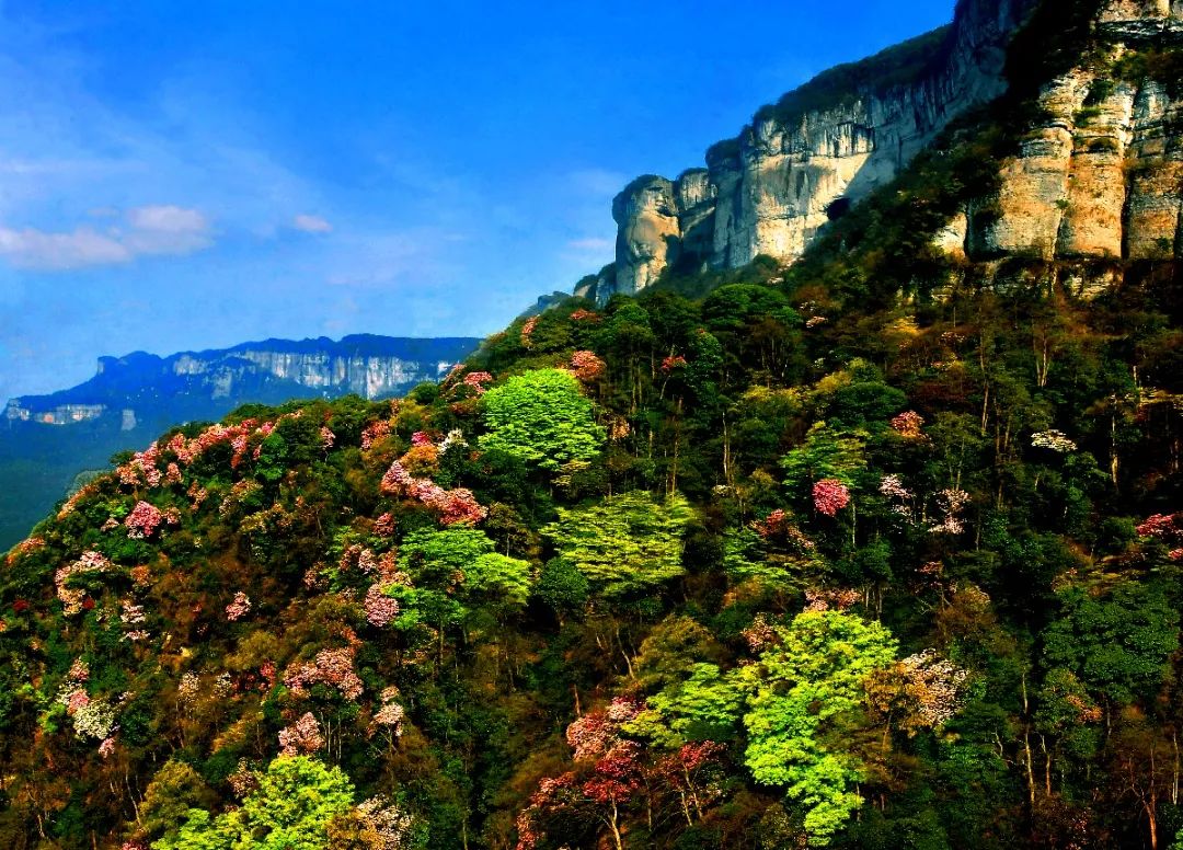 金佛山国家级自然保护区&nbsp;市林业局供图