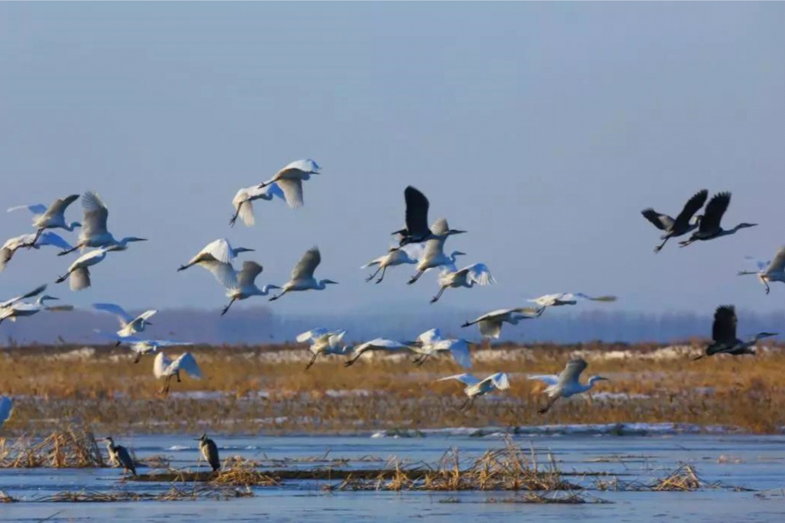 候鸟迁徙,场面甚是壮观.