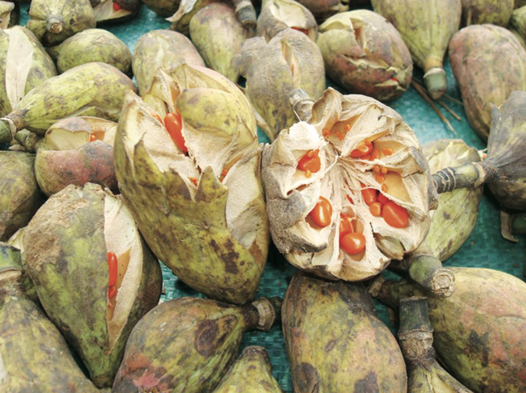 cop15珍稀植物篇华盖木植物界的大熊猫在北回归线回归