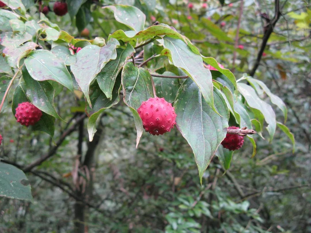 尖叶四照花&nbsp;市林业局供图