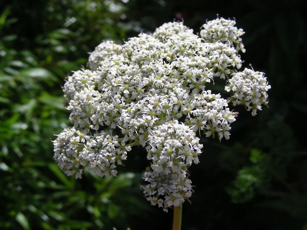 短片藁本&nbsp;市林业局供图