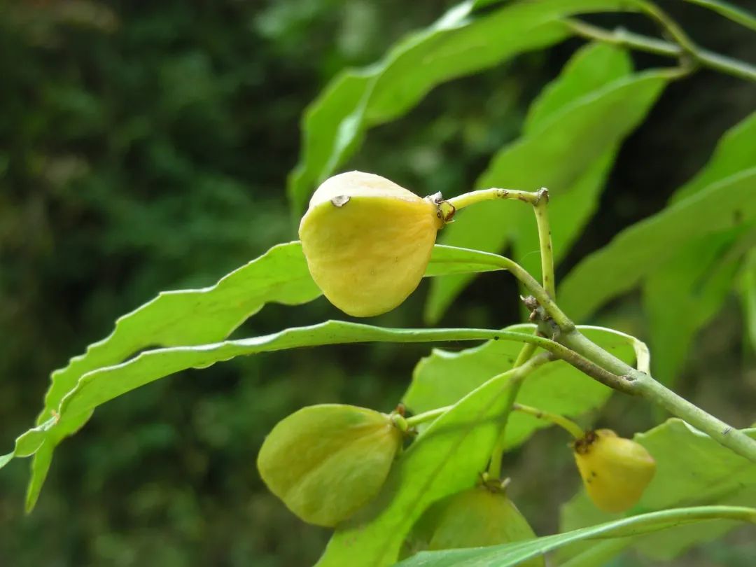 大果卫矛&nbsp;市林业局供图
