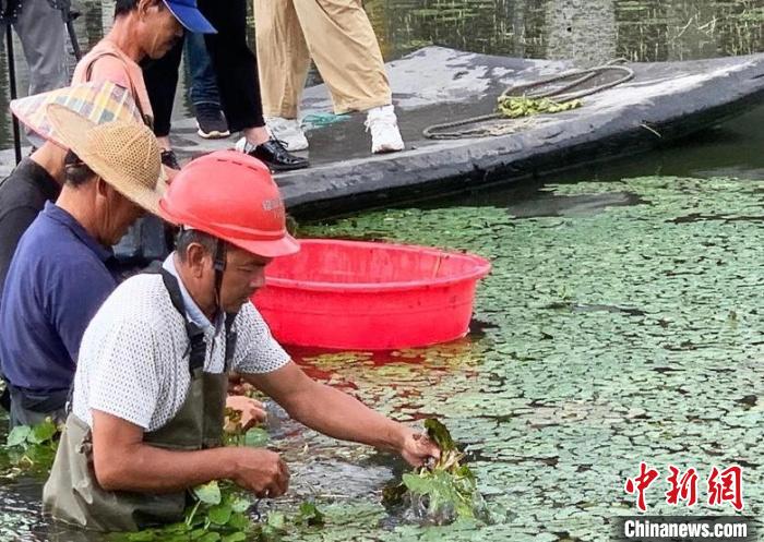 种植水菱角成活 林俐 摄