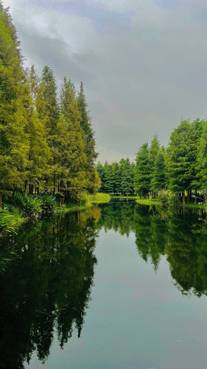 "水上森林"的前身是1982年上海农业局出资启动建设的粮林间作湿地造林