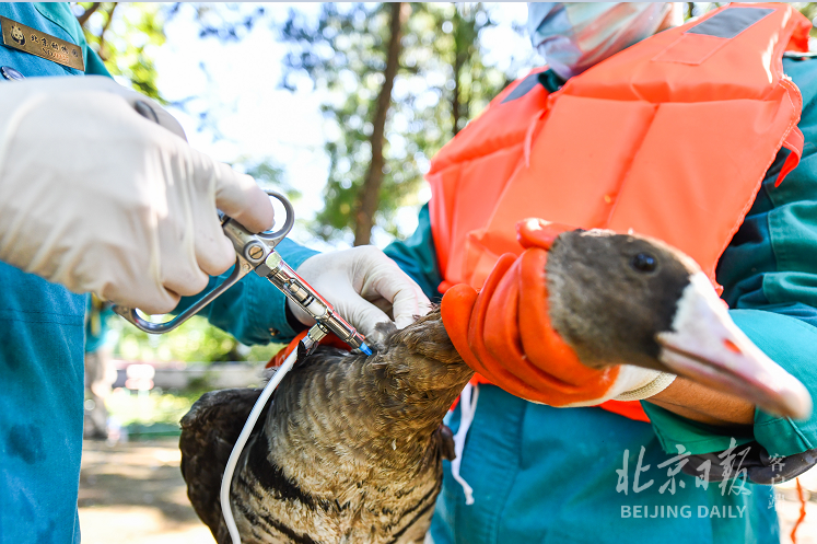 水禽湖水鸟聚集，防疫工作不能疏忽，参与体检的鸟儿们都要接种禽流感疫苗。