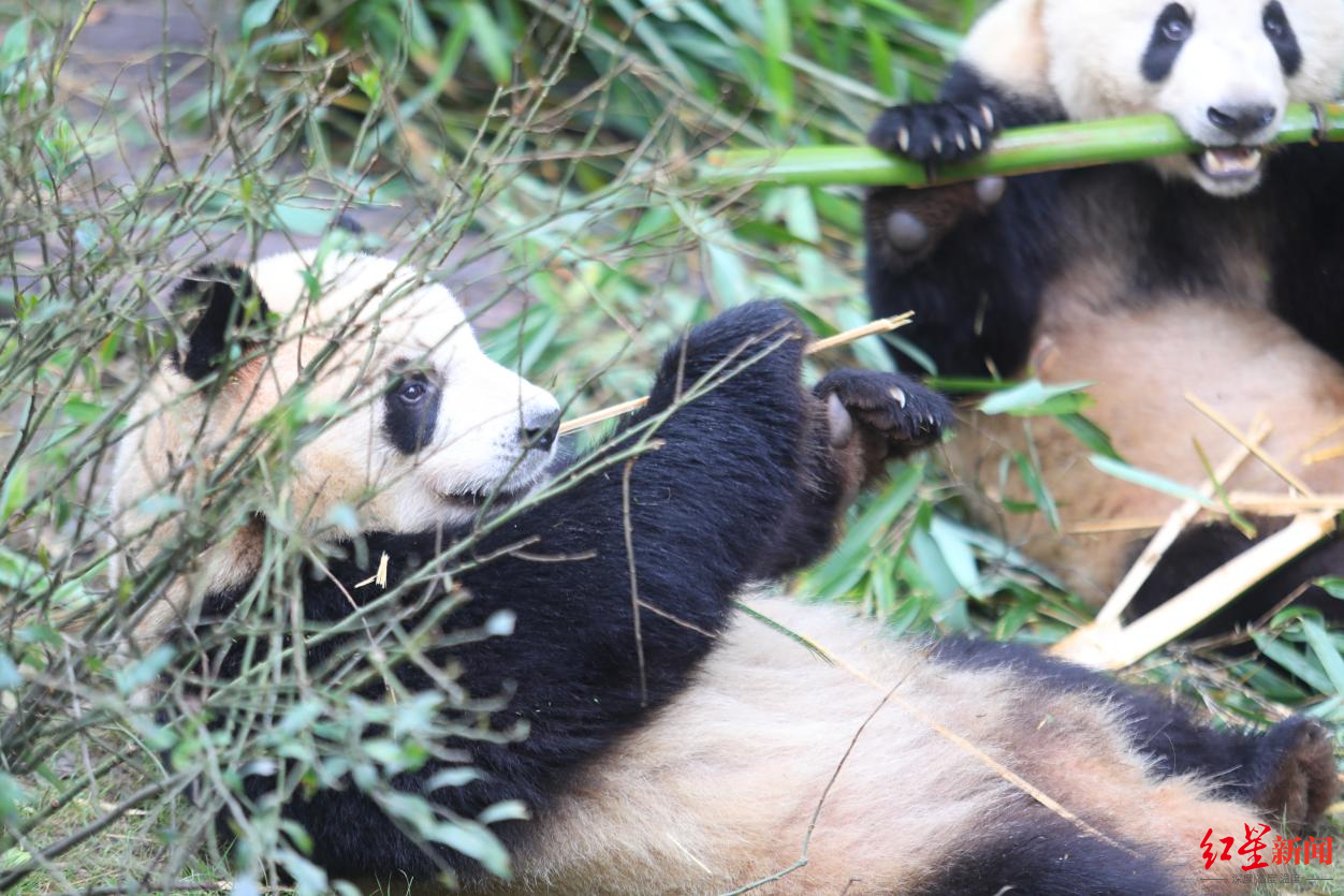 成都大运会赛事转播风景候选点位——成都大熊猫繁育研究基地投票!