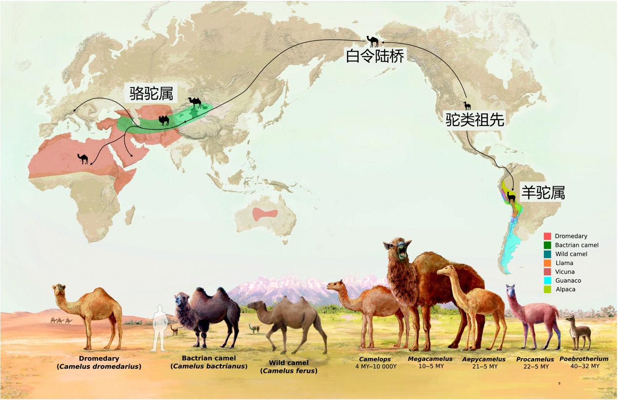 a.布格尔等《现代世界中的旧世界骆驼》)