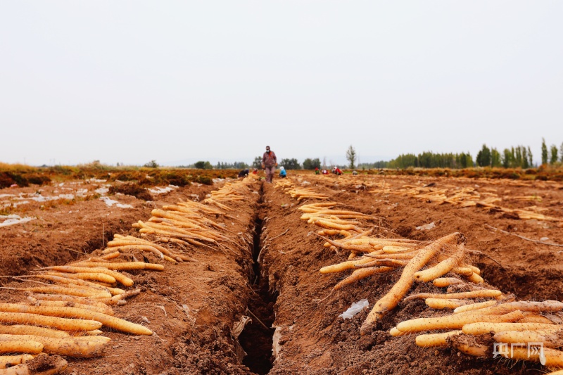 工人们正抢抓时机采收山药,田地里呈现一派丰收的景象