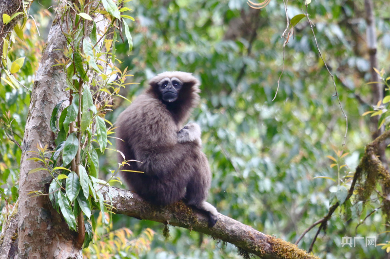 "远眺"的天行长臂猿 高黎贡山国家级自然保护区保山管护局供图