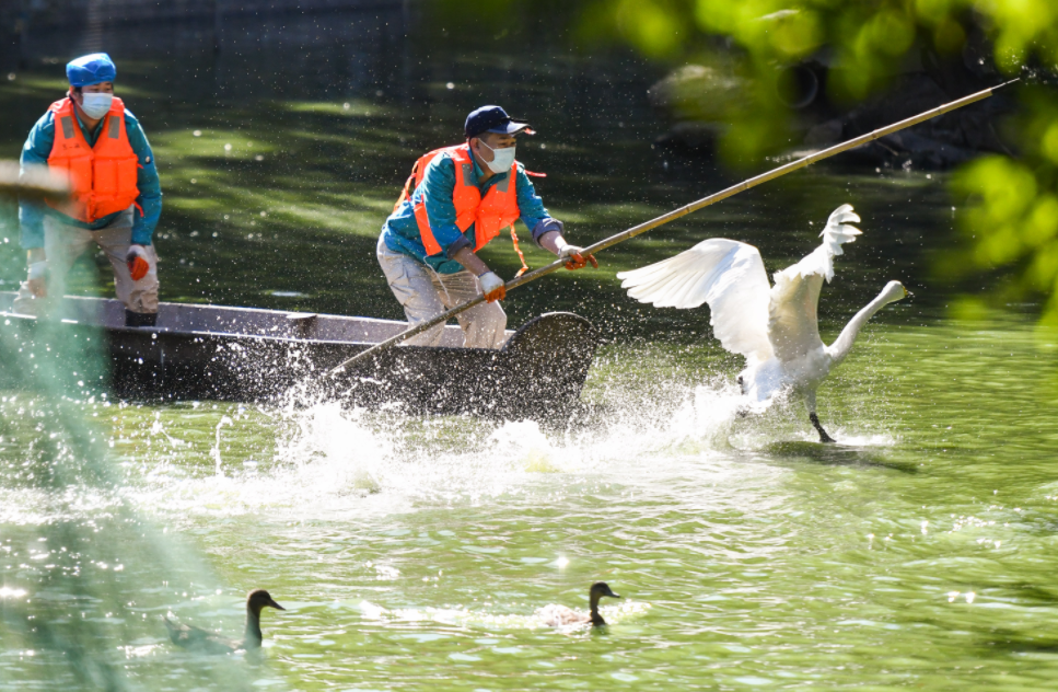水禽湖里的鸟儿们平日自由惯了，将它们从湖面上赶到体检场地也是一项大工程。