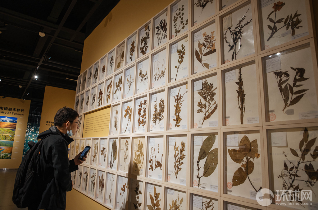 种子也可以色彩斑斓:探访中国第一个种子博物馆|中国|环球网_新浪新闻