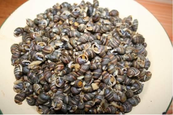 浙江男子售卖织纹螺,被判8个月罚款40万元,为什么不能吃这种螺