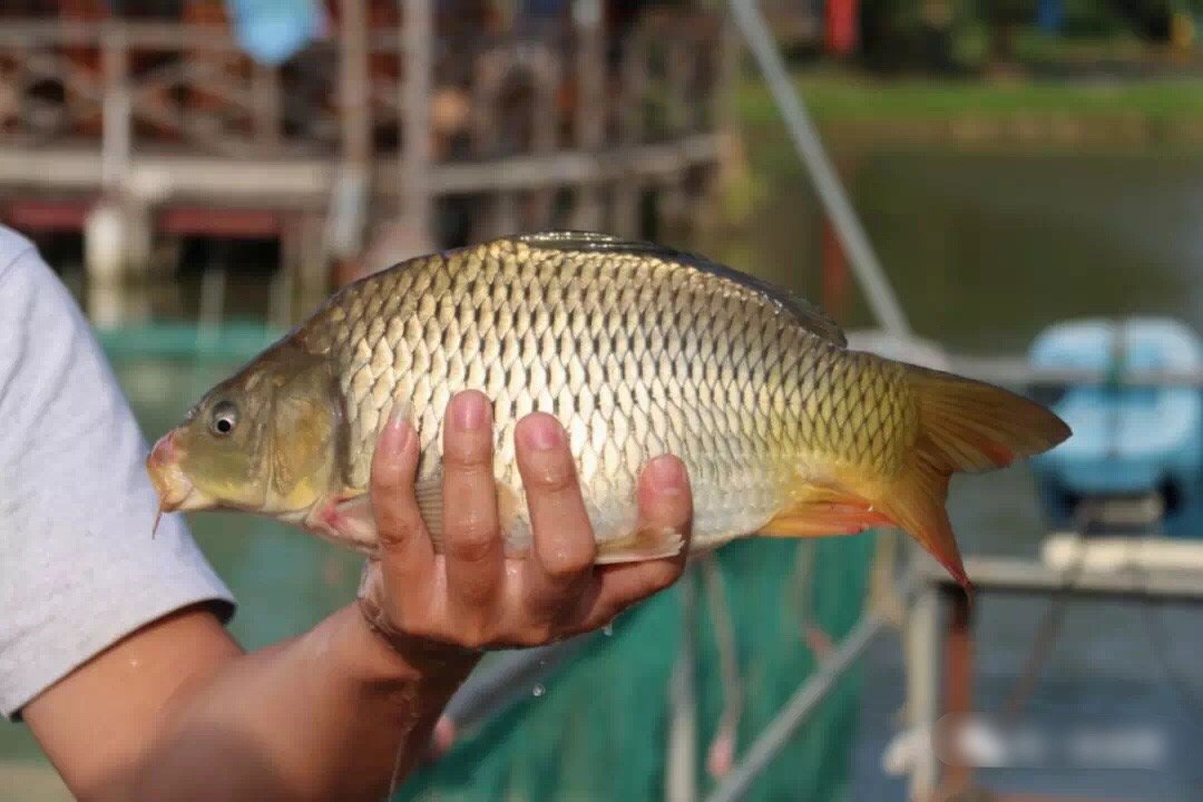 鼎湖历史名人 鼎湖区景点介绍