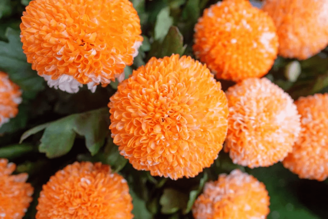 河南开封清明上河园景区重阳节全国60周岁以上老人可免费游园休闲区蓝鸢梦想 - Www.slyday.coM