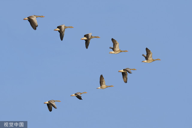 大雁南飞迁徙途中掉队热心大爷捡到后结局神反转