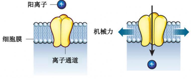 机械力驱动离子通道打开完成阳离子内流丨图片改编自hoffman, et l..