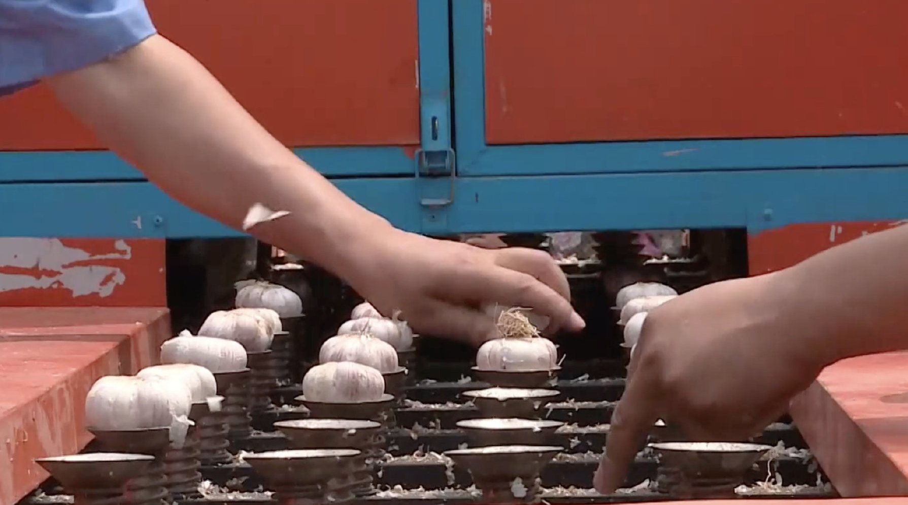 山东牛人发明大蒜切根机,干净平整日切200吨