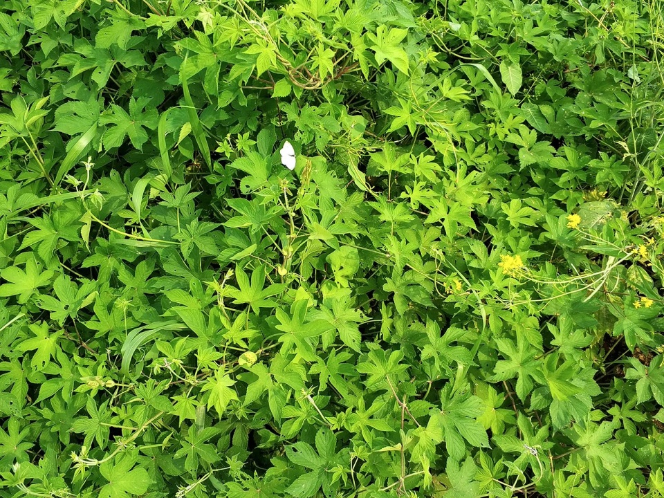 农村人人讨厌的植物拉拉秧,原来它有3大价值,我也是第一次知道|葎草|植物|啤酒花_新浪新闻