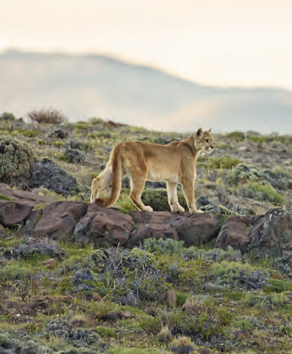盛产球星的阿根廷集齐了所有南美猫快来吸