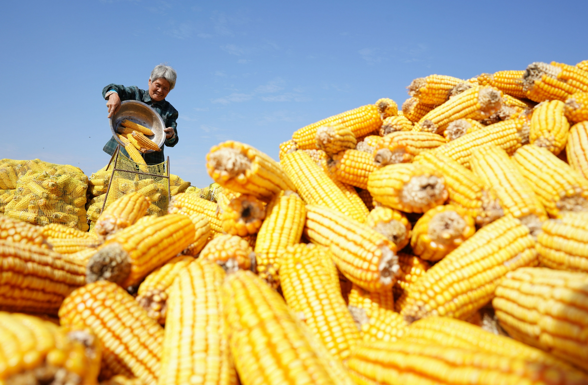 河北:抢收抢种 不误农时