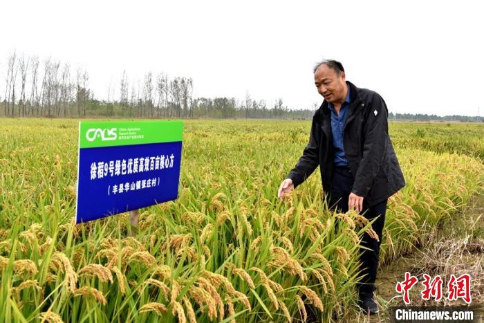 在大沙河东岸的徐稻9号绿色优质高效百亩核心方,亚夫工作站特派员农业