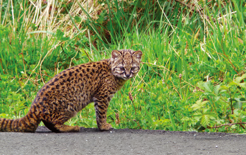 盛产球星的阿根廷集齐了所有南美猫快来吸