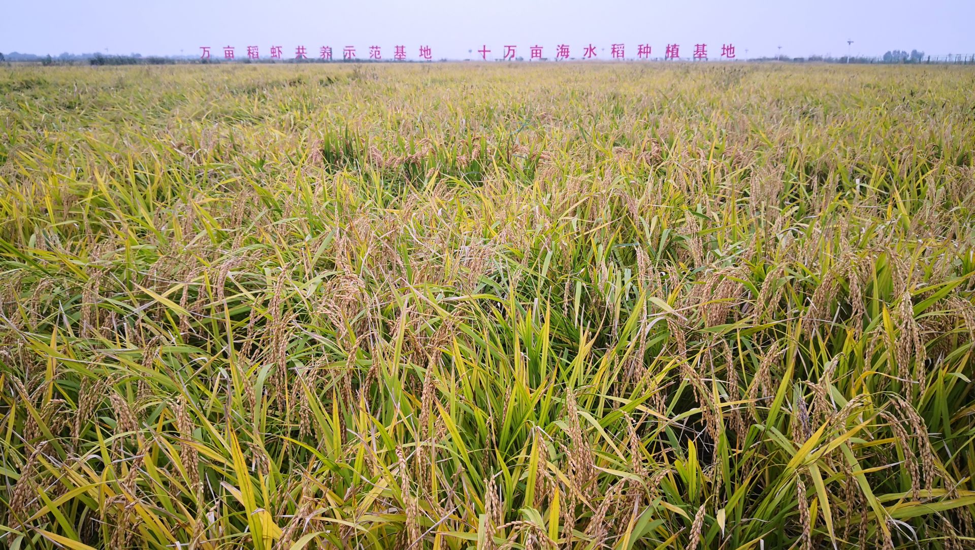 海水稻小镇成全国最大的海水稻种植基地