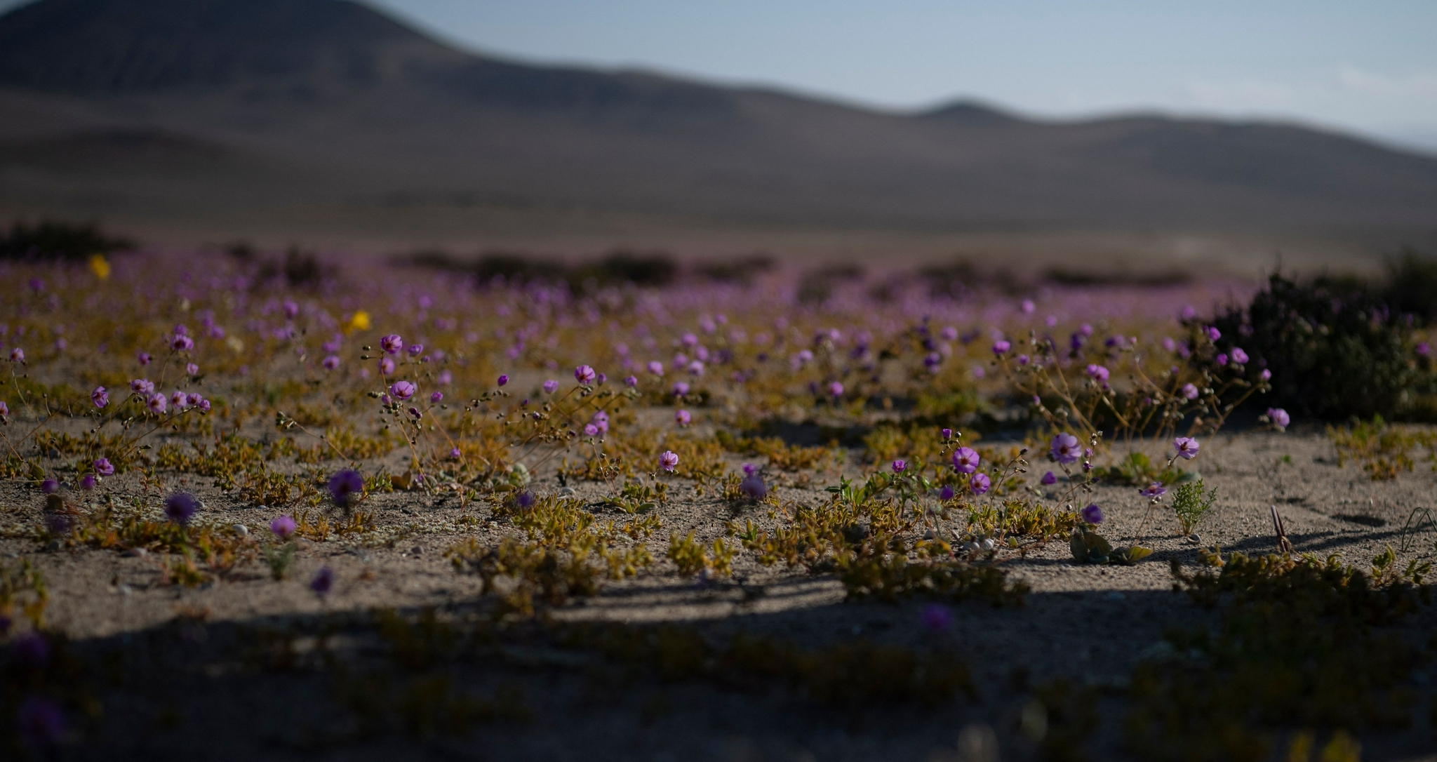 鲜花绽放阿塔卡马沙漠|智利|鲜花|阿塔卡马沙漠_新浪新闻