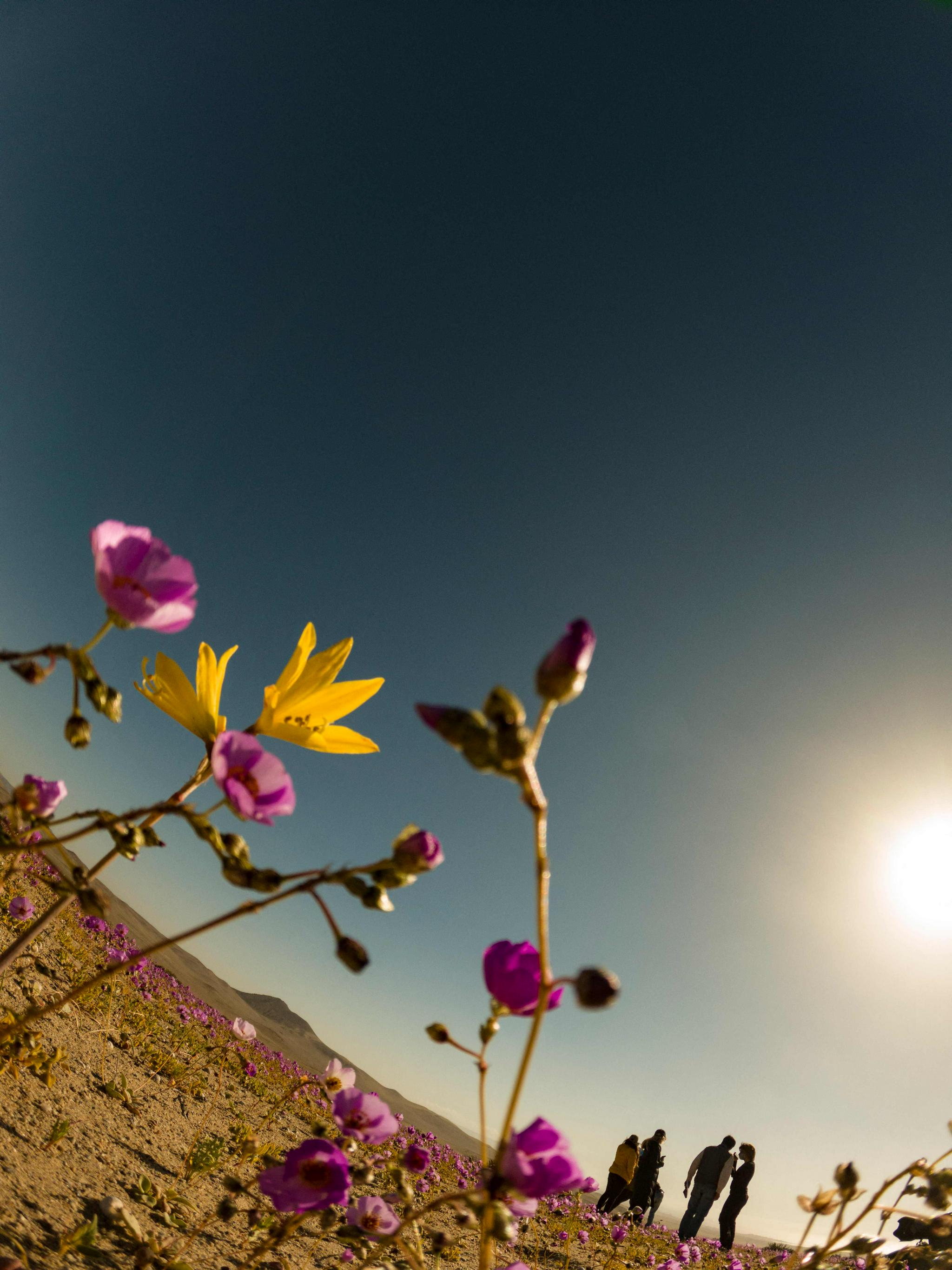鲜花绽放阿塔卡马沙漠|智利|鲜花|阿塔卡马沙漠_新浪新闻