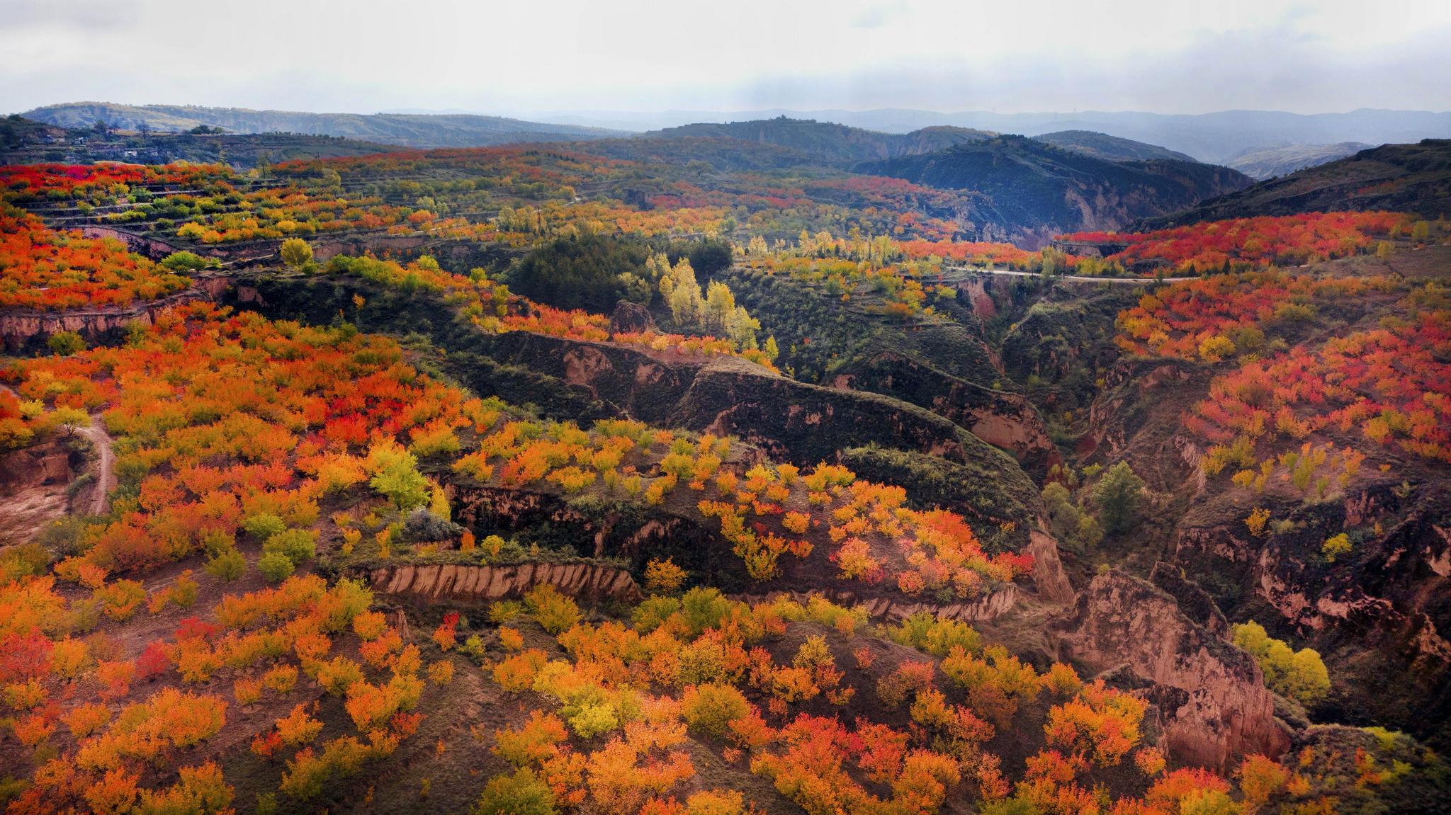 陕西榆阳:万亩秋红醉人间|陕西省|古塔|榆林市_新浪新闻