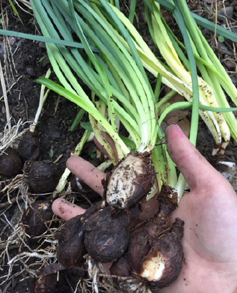 彼岸花又叫石蒜是非常神秘的植物花叶永不相见你认识吗