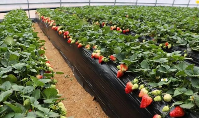 草莓炭疽病和根腐病该如何治疗不及时治疗就会烂根一定要注意