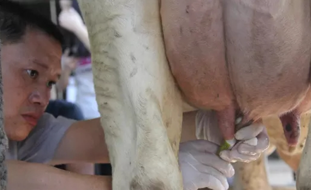 母牛乳房炎用什么药效果最好母牛乳房炎怎么治好得快本文详解