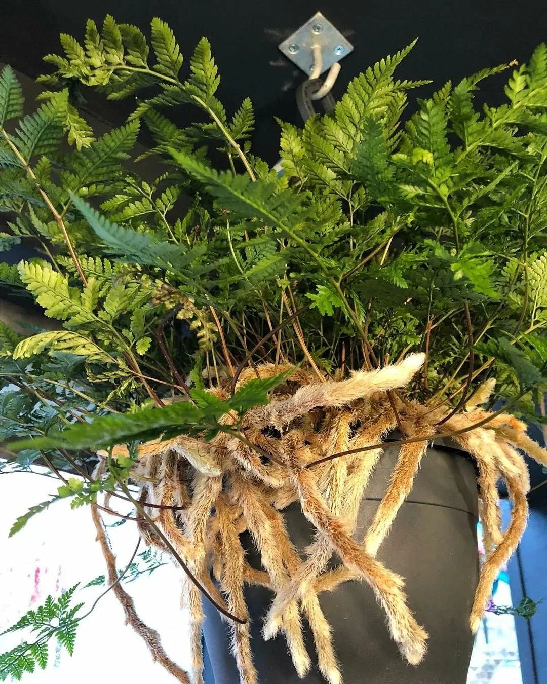 根状茎特别奇特的狼尾蕨搭配翠绿的叶子很适合养成垂盆植物