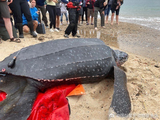 棱皮龟有多大看图感受下这只272公斤500多斤