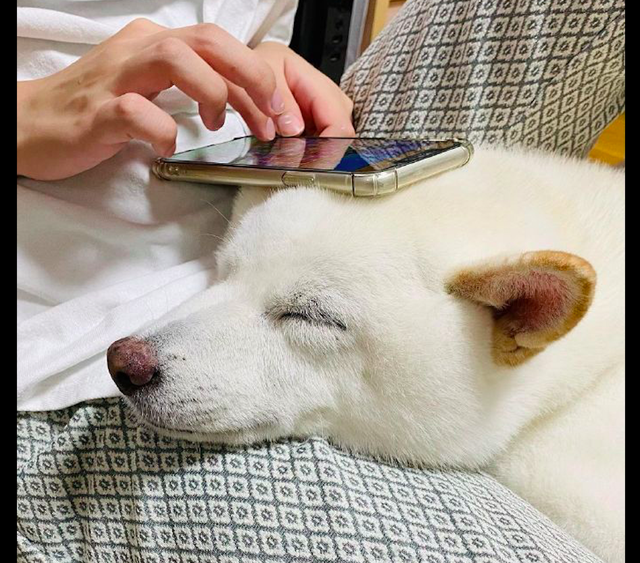 柴犬把脑袋放在网友腿上干脆把它当成了手机支架狗你礼貌吗