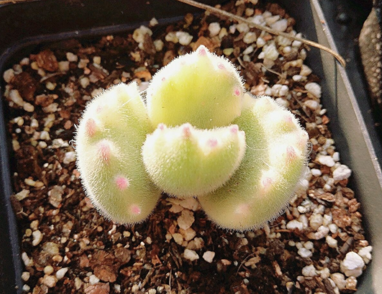 该怎么养好多肉植物白熊锦?