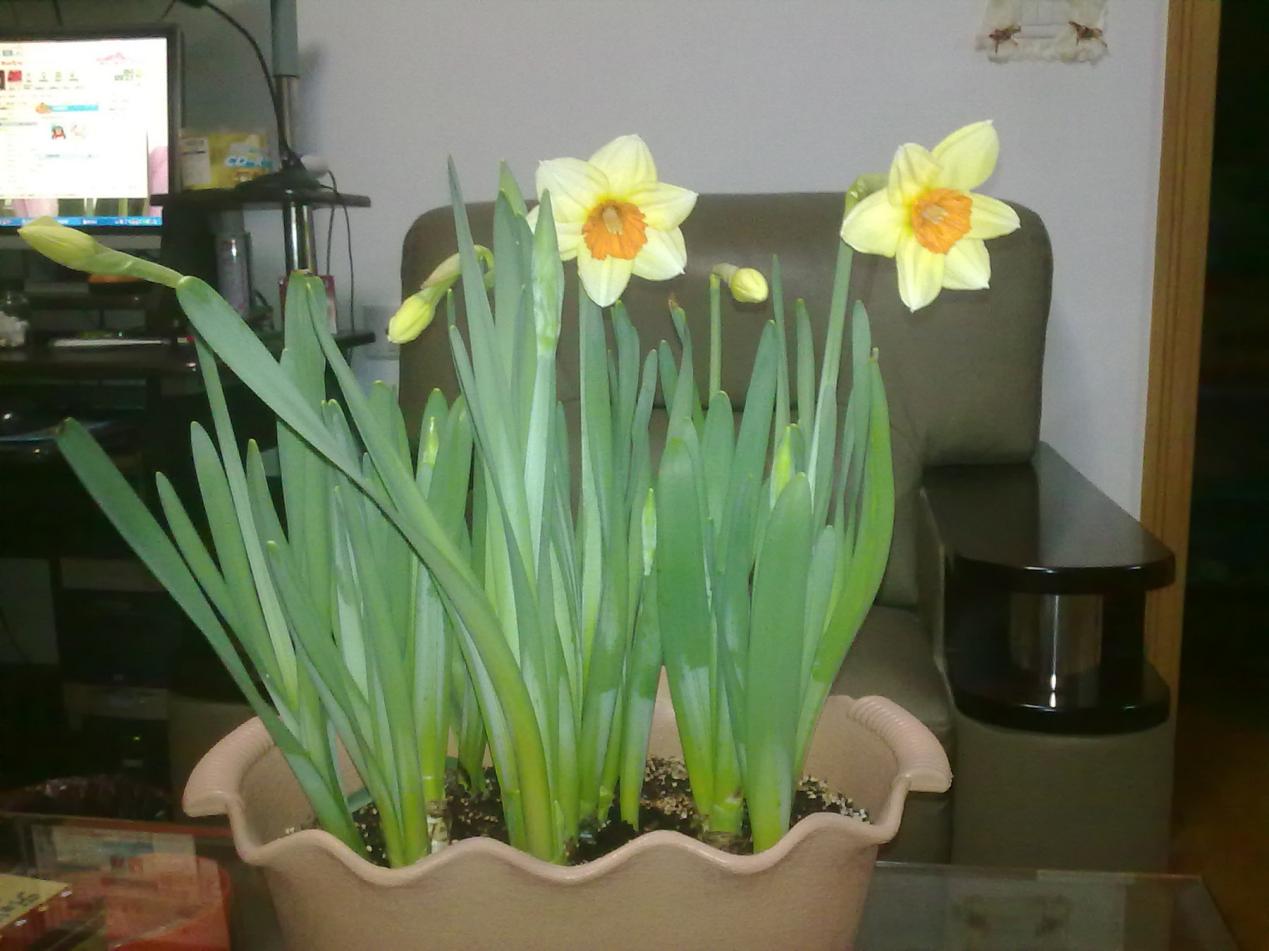 洋水仙盆栽一直不开花这5点没做到位就难怪了