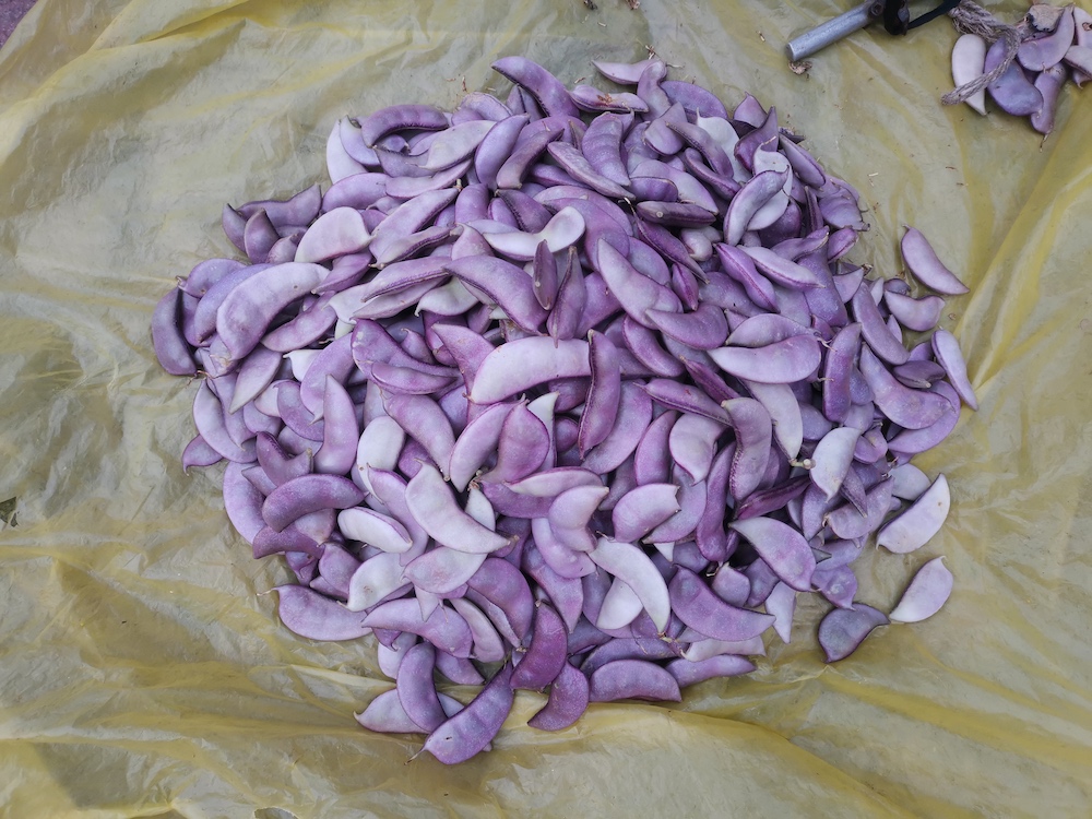 自然散步种一架扁豆寄满怀秋思