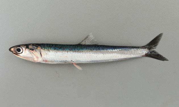 小辣鱼零食是用什么鱼做的是鱼疗店里的退休小鱼吗