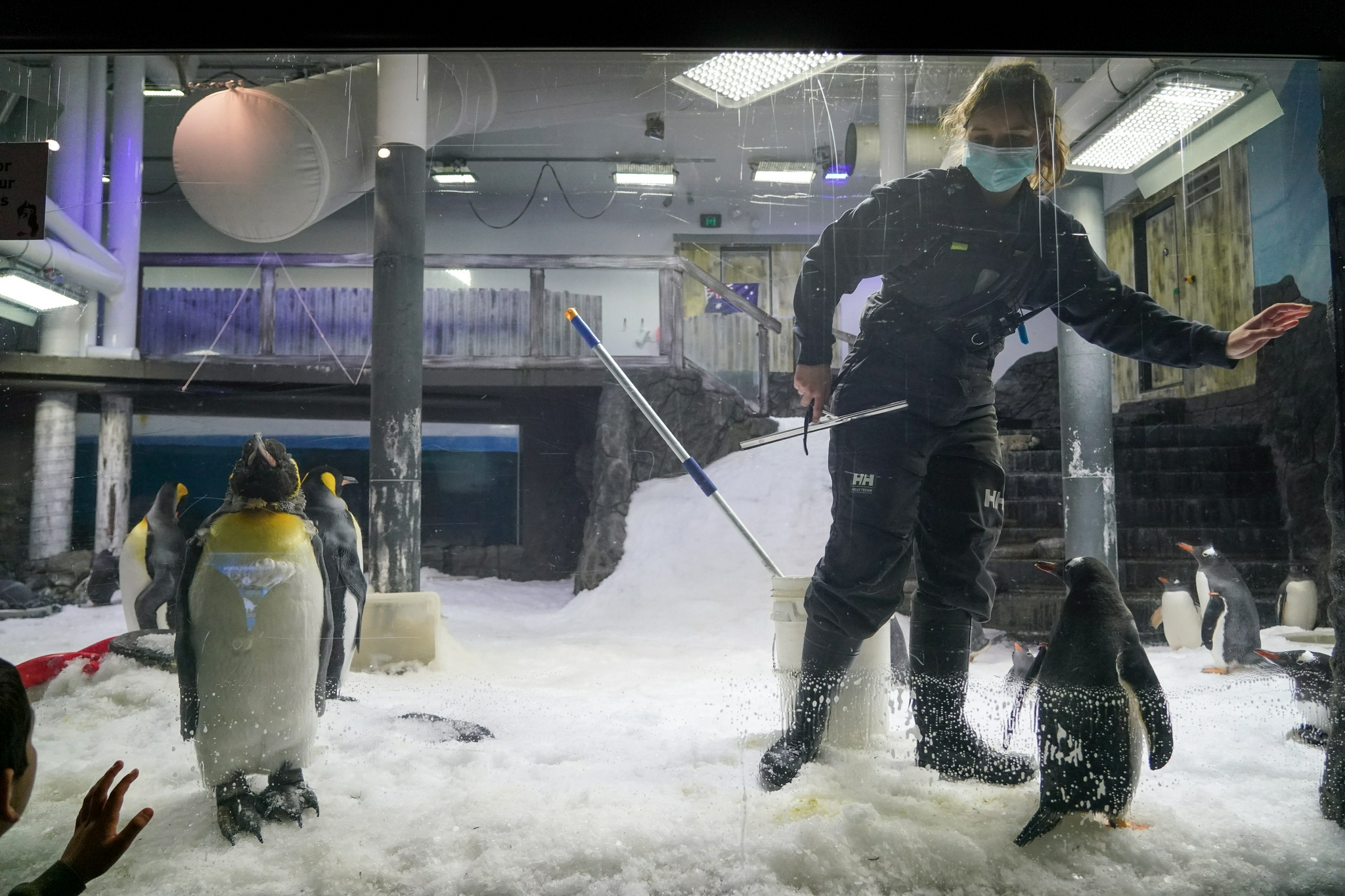 10月14日,工作人员在澳大利亚悉尼水族馆的企鹅栏舍内工作.