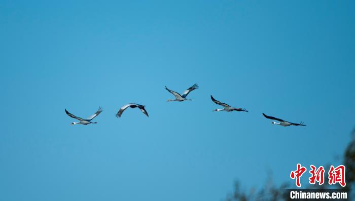 自由翱翔的白枕鹤。　张振华 摄