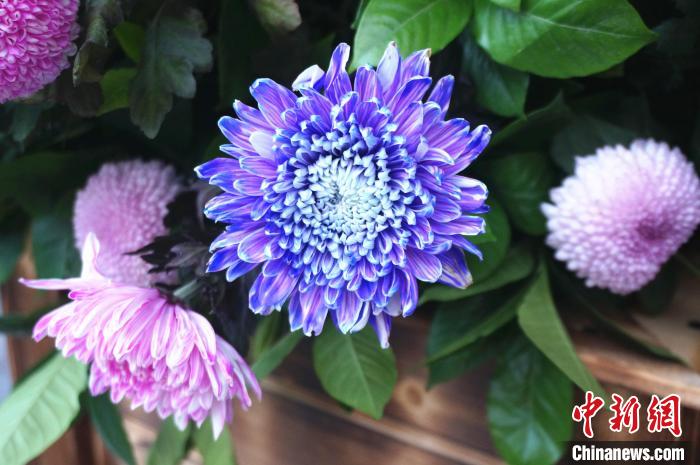 图为蓝紫色的菊花. 韩章云 摄