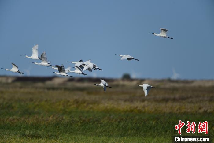 飞翔在内蒙古科尔沁国家级自然保护区湿地上空的白琵鹭。　杨福生 摄