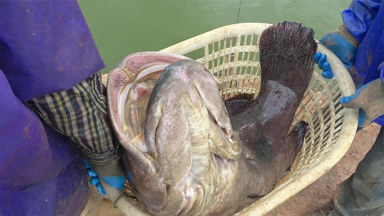 60斤重一条的大龙趸抓上几十条装车批发塘主今年发丰收了