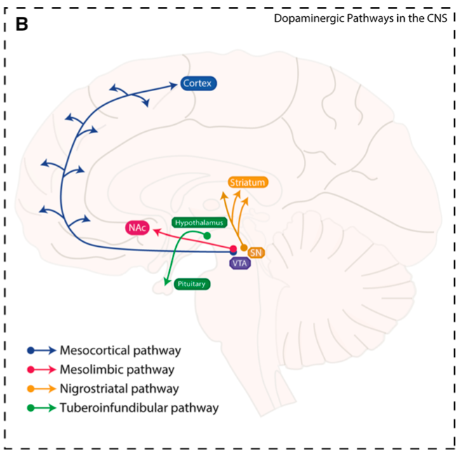 而参与其中的中脑边缘多巴胺(dopamine, da)系统自然参与了社交活动的